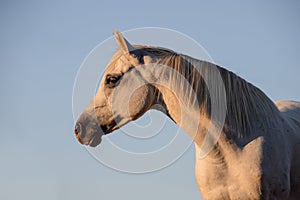 Beautiful face portrait of a white arabian stallion