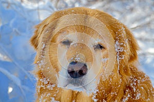 Beautiful face in the snow fall