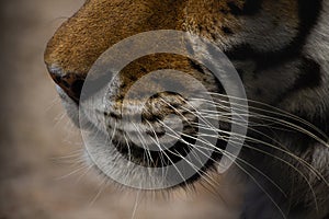 beautiful face of a tiger close-up in profile