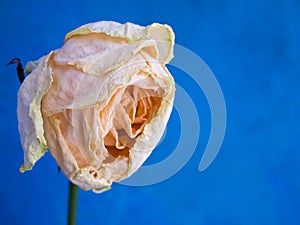 A beautiful fading dead pink rose on a bright blue background.