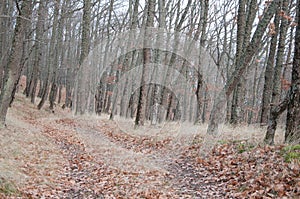 Beautiful fairy autumn forest in the mountains