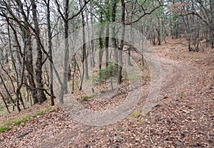 Beautiful fairy autumn forest in the mountains