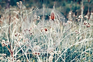 Beautiful fairy dreamy magic burdock thorns, toned with instagram vsco filter in retro vintage color pastel washed out style photo