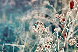 Beautiful fairy dreamy magic burdock thorns, toned with instagram vsco filter in retro vintage color pastel washed out style photo