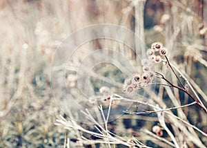 Beautiful fairy dreamy magic burdock thorns, toned with instagram vsco filter in retro vintage color pastel washed out style photo