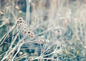 Beautiful fairy dreamy magic burdock thorns, toned with instagram vsco filter in retro vintage color pastel washed out style photo