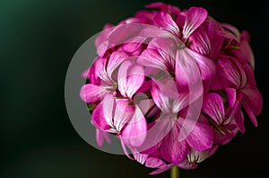 Beautiful fairy dreamy magic pink purple flowers on faded blurry background