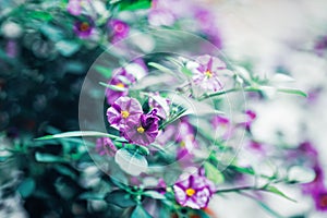 Beautiful fairy dreamy magic purple flowers with light green leaves