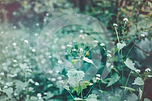 Beautiful fairy dreamy magic wild field flowers grass in park forest.