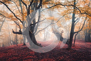 Beautiful fairy forest in fog in autumn. Enchanted trees