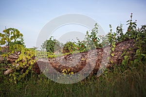 Beautiful fairy looking tree trunk covered by flowers and green crawler on a summer evening in the wild nature. ilm
