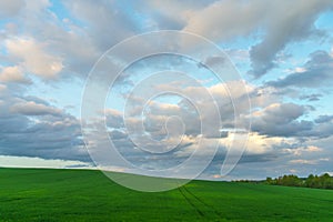 Beautiful fairy-tale clouds over a young farmer\'s field and forest. Neat rows of cereals and traces