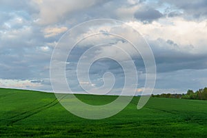 Beautiful fairy-tale clouds over a young farmer\'s field and forest. Neat rows of cereals and traces