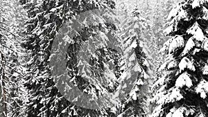 Beautiful fairytale winter forest with falling snow, bila opava, praded, jeseniky mountains, Czech Republic, Europe, 4k footage
