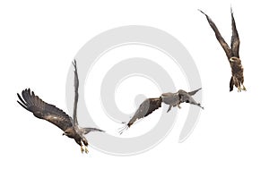 Beautiful falcon (Black Kite) Bird flying in the sky isolate on