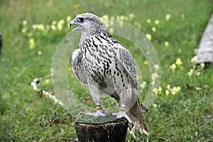 Beautiful falcon trained to hunt