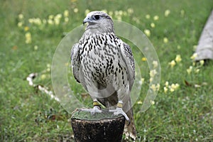 Beautiful falcon trained to hunt