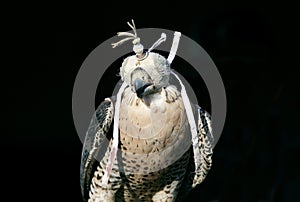 Beautiful falcon wearing hood