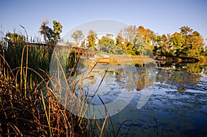 Beautiful fall autumn scene at Medicine Lake Park in Plymouth Minnesota. Swamp with moss, and fall colored vegetation