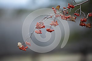 Beautiful fall branch of rowan