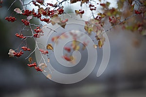 Beautiful fall branch of rowan