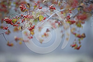 Beautiful fall branch of rowan