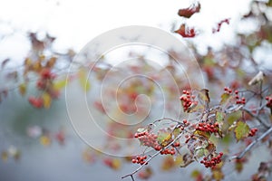 Beautiful fall branch of rowan