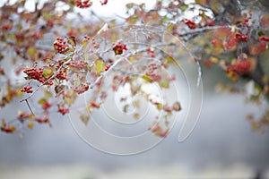 Beautiful fall branch of rowan