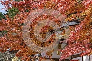 Beautiful fall color of Enryaku-ji
