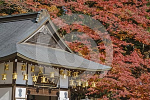 Beautiful fall color of Enryaku-ji