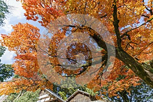 Beautiful fall color near Hiyoshi Taisha