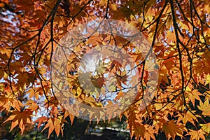 Beautiful fall color near Hiyoshi Taisha