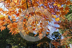 Beautiful fall color near Hiyoshi Taisha