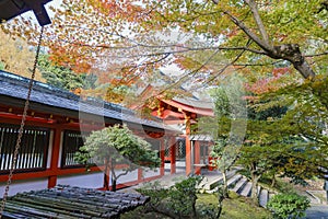 Beautiful fall color and Omi Jingu