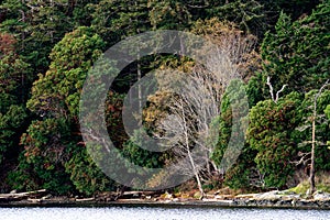 Beautiful fall colors at Esquimalt Lagoon, Victoria, BC Canada