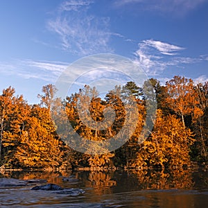 Beautiful fall colors forest