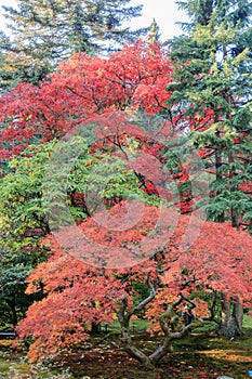 Full of beautiful fall colors at Japanese Garden, Seattle Washington