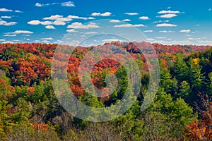 Beautiful fall colors at Red River Gorge, KY