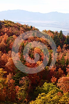 Fall Leaves in the Rocky Mountains above Provo, Utah