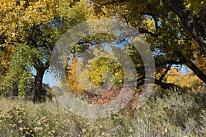 Beautiful Fall Colors in western Colorado