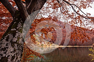 Beautiful fall foliage Autumn colors