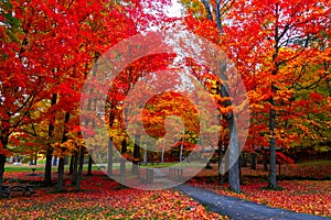 Beautiful fall foliage Autumn Colors in the northeast USA photo