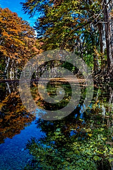 Beautiful Fall Foliage on the Frio River, Texas.