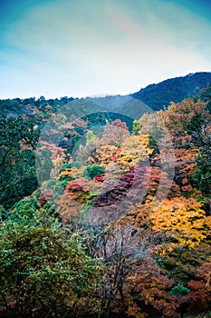 Beautiful Fall Foliage in the morning fog Arashiyama, Kyoto,