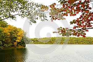 Beautiful fall foliage at Walden Pond, Concord Massachusetts USA.