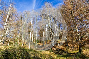 Beautiful fall forest in Cantabria, Spain