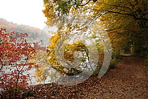 Beautiful fall forest path at Danube river bank