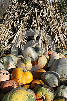 Yellow, red, green and orange pumpkins in front of a stack of dried corn stalks.