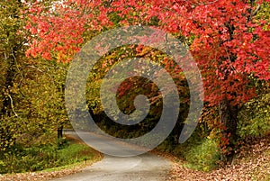 Beautiful Fall Trees with Curving Road