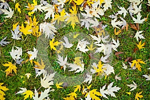 Beautiful fallen maple tree leaves on green grass on bright autumn day